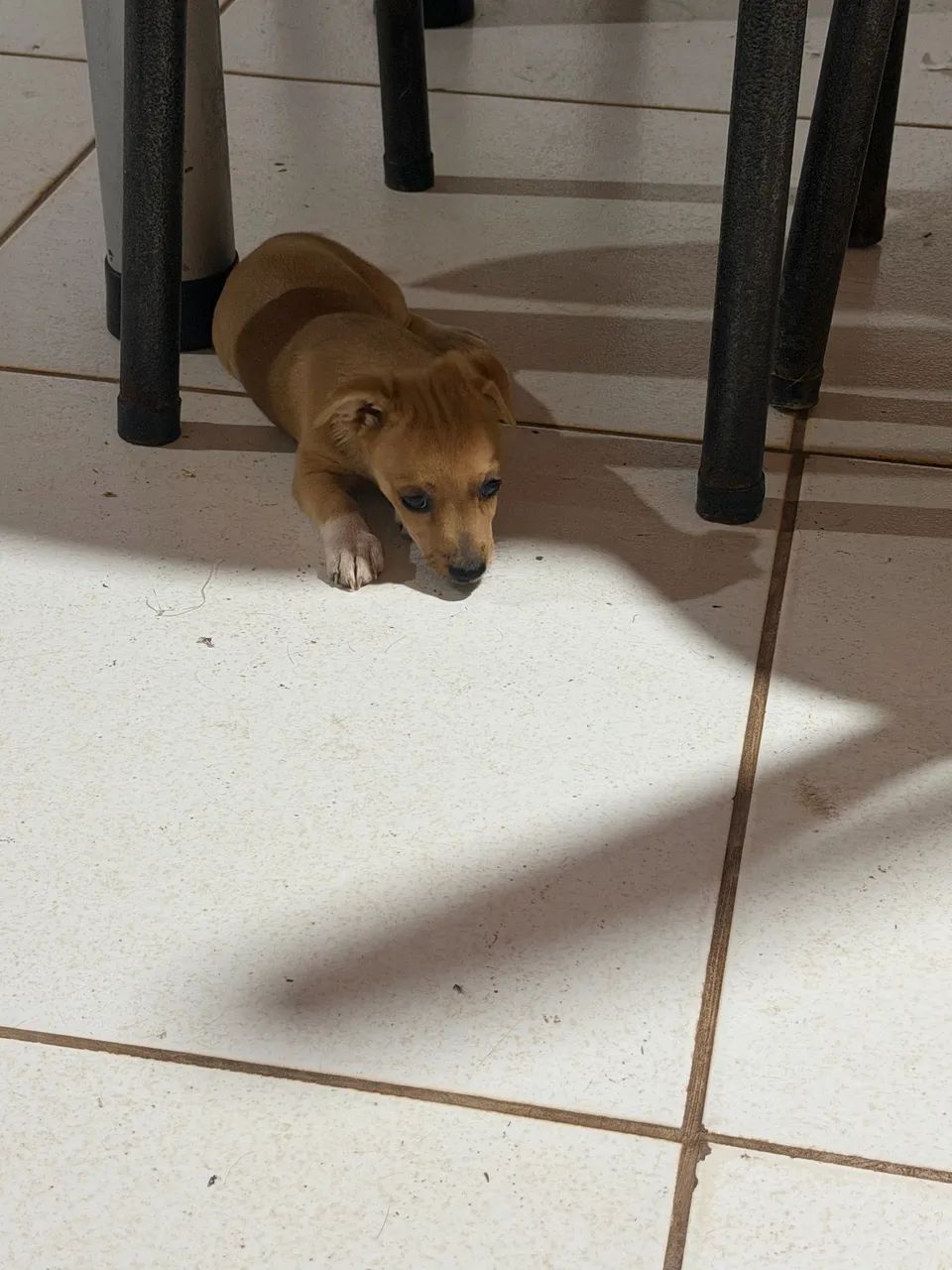 Doação de cachorro  - Foto 2