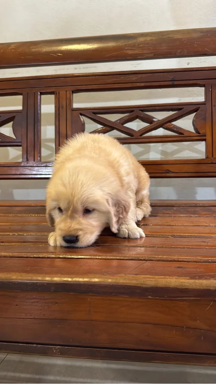 Filhotes de Golden Retriever com Pedigree  - Foto 2