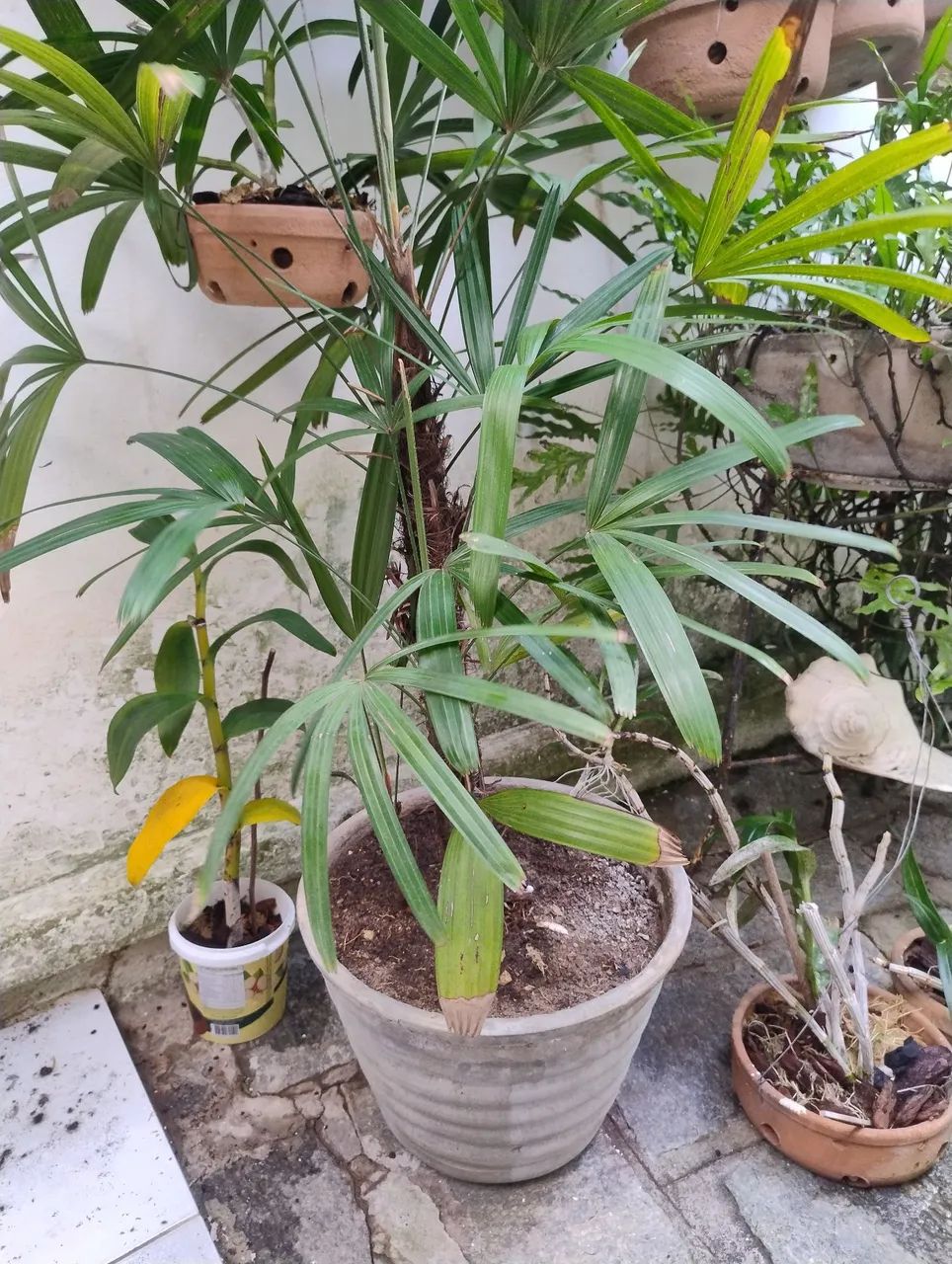 Vendo plantas  - Foto 4