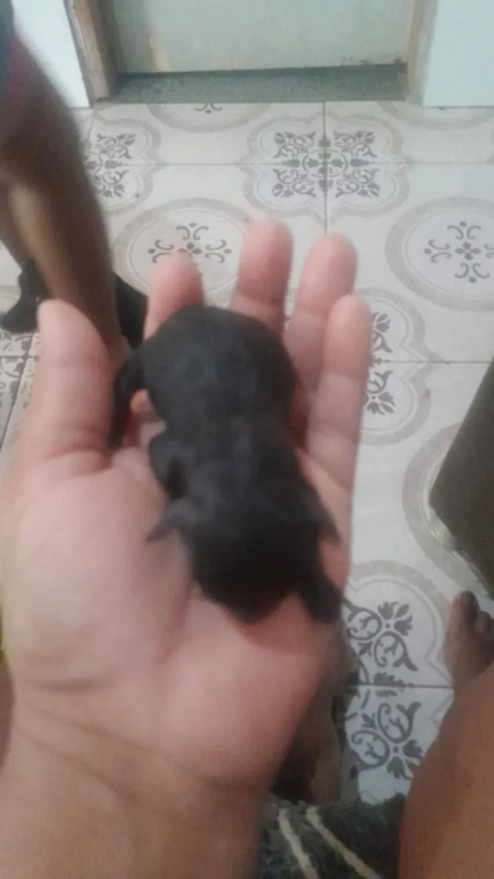 Pinscher 1 - Foto 2