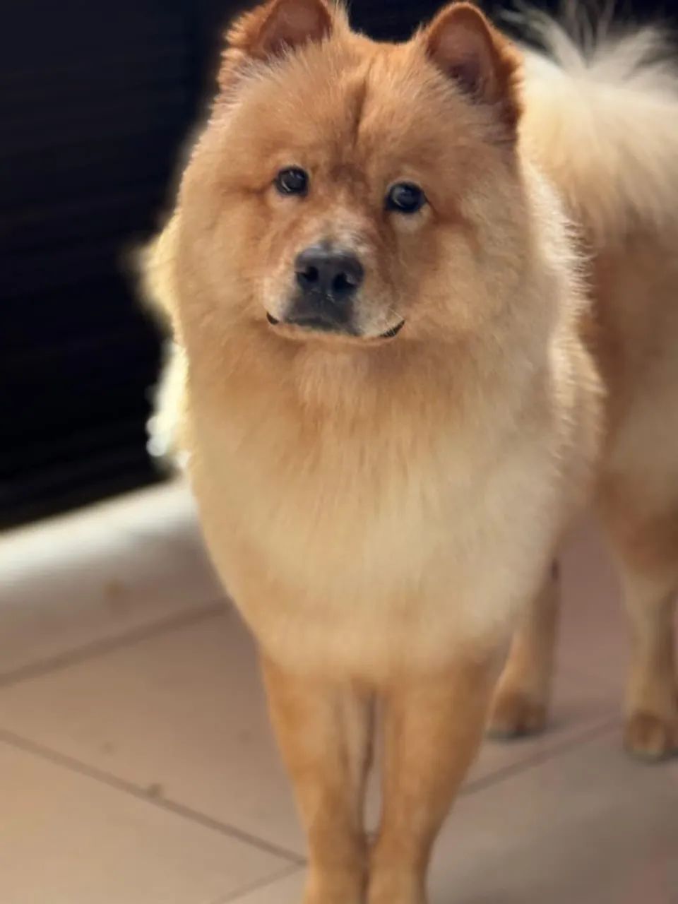 Cachorro chow chow tem uma ano e seis meses vacinado .cruzar