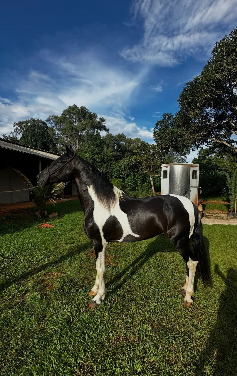 Vendo cavalo garanhão mangalarga marchador  - Foto 4