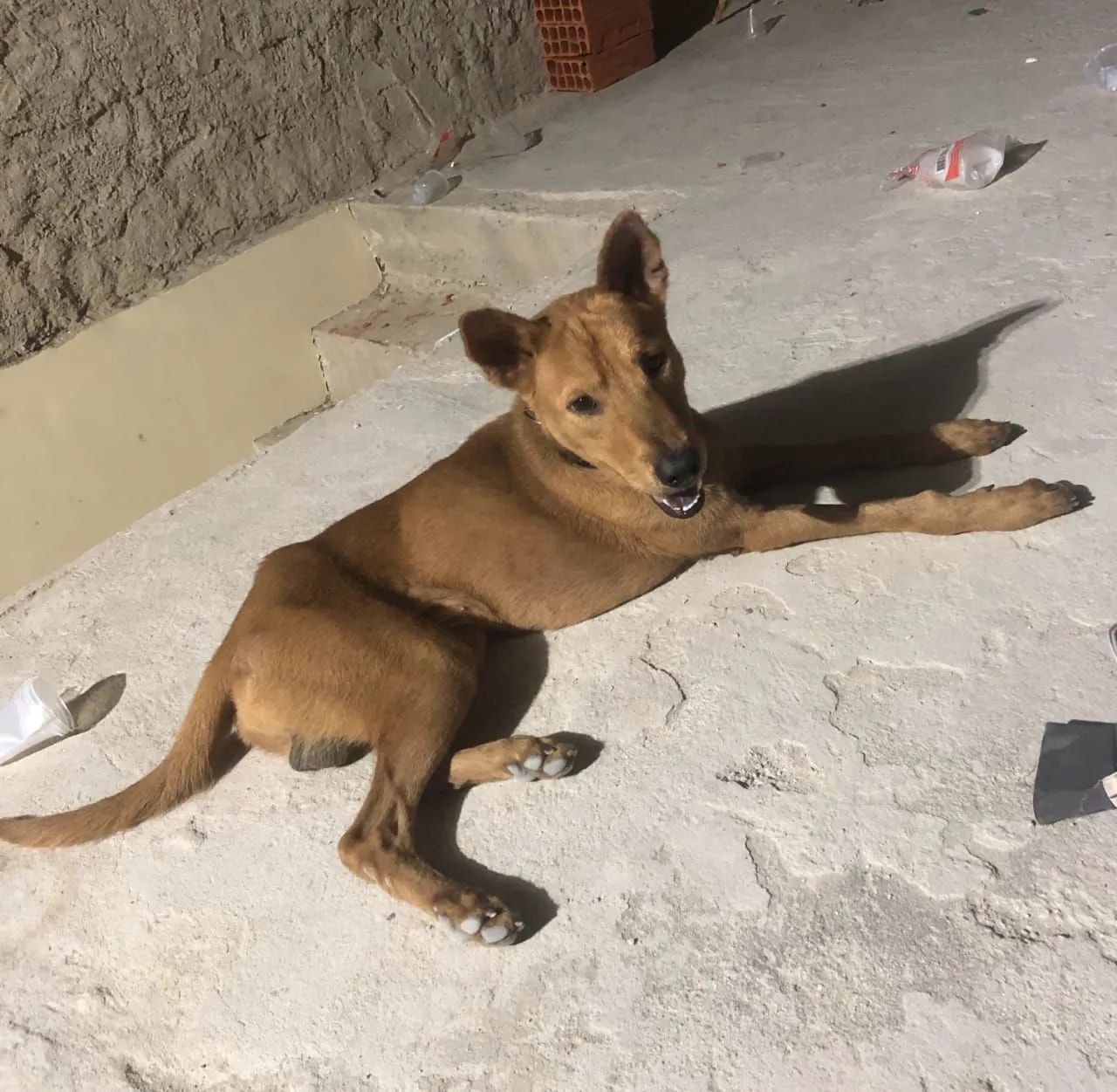 Doação de cachorro 