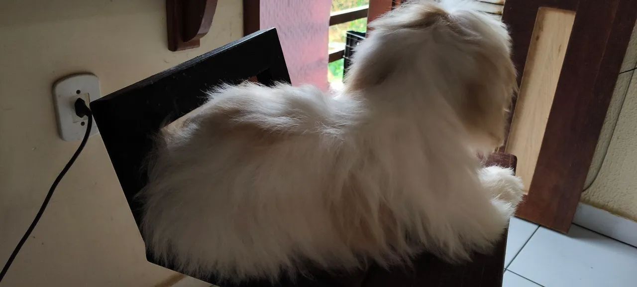 Shitzu 4 meses  - Foto 4