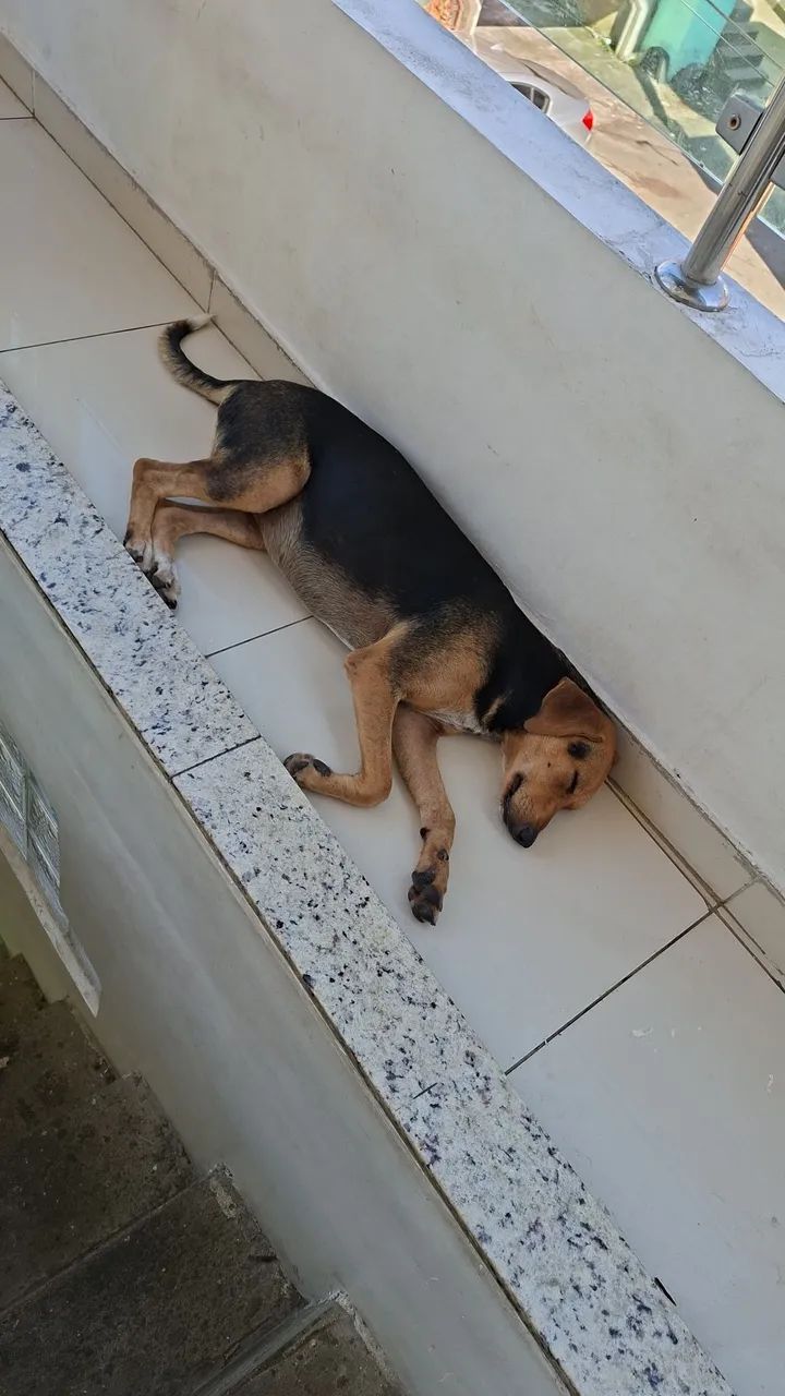 Animais  - Foto 4