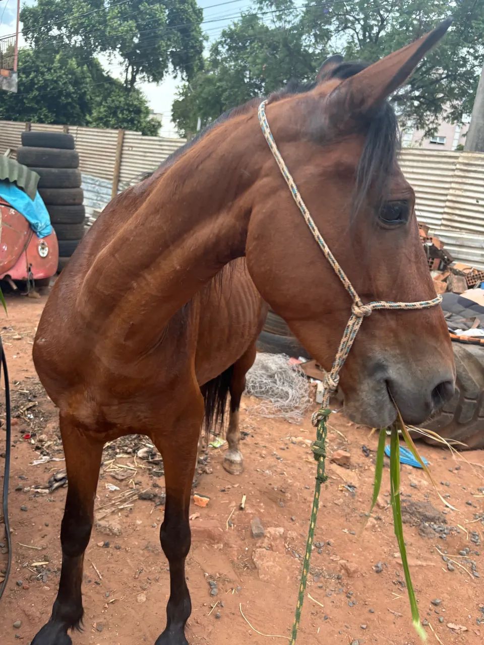 Cavo de carroça  - Foto 2