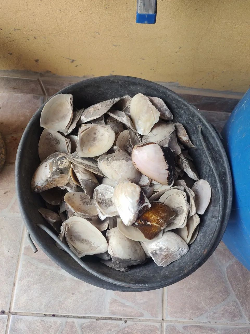 Conchas de Madreperola - Foto 4