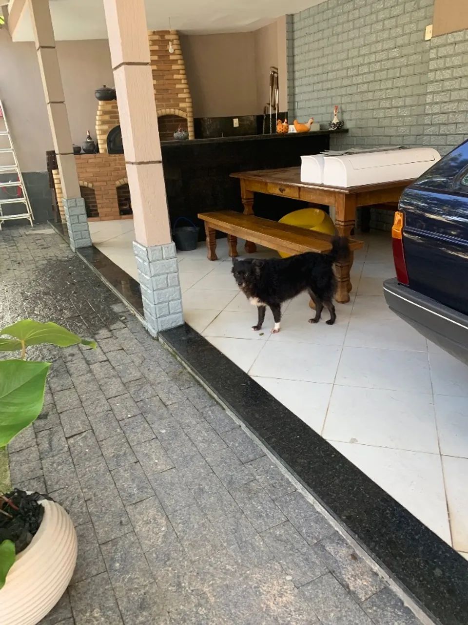 Pet Sitter  - Foto 4