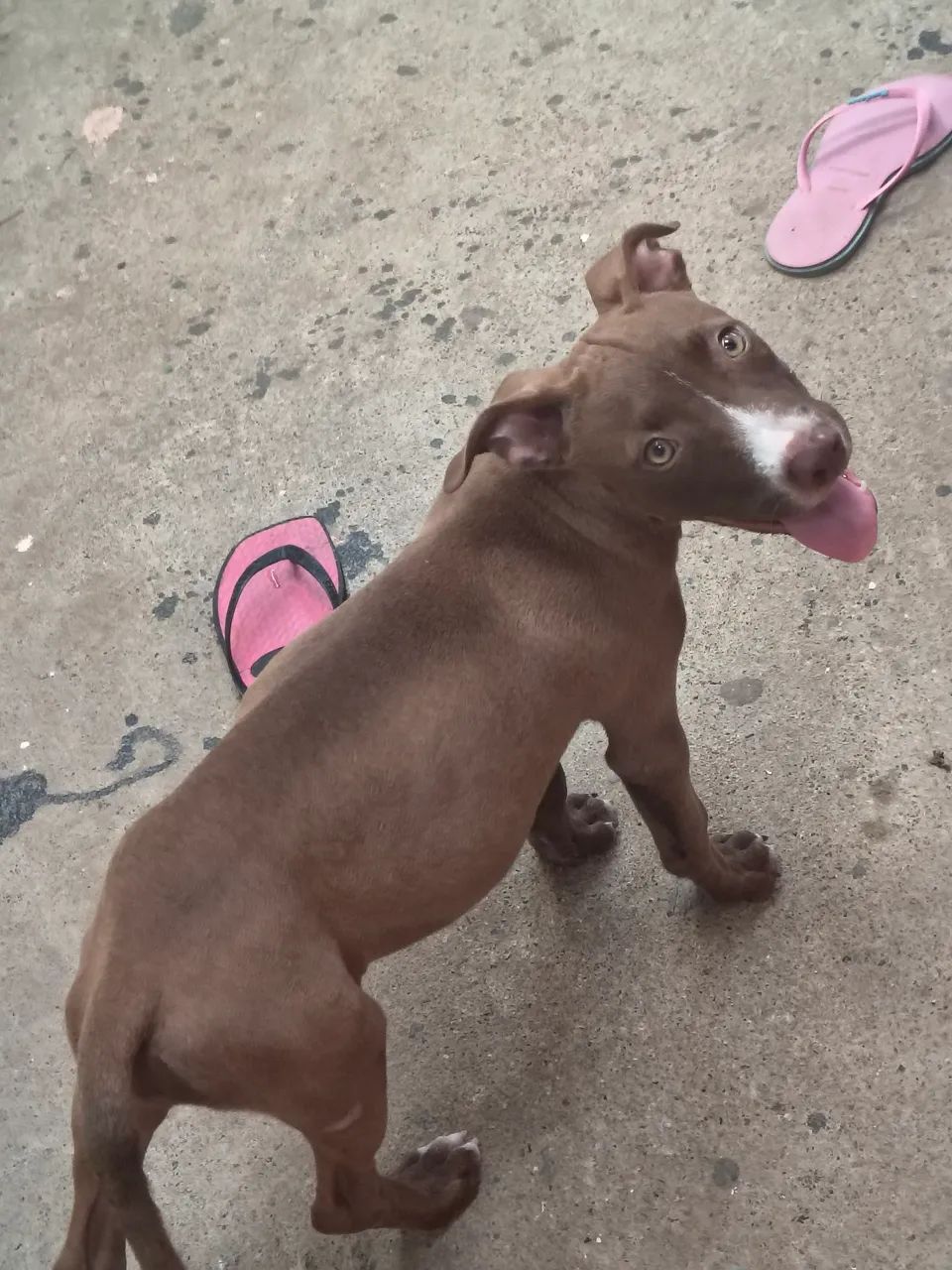 Vende-se uma Pitbull - Foto 2