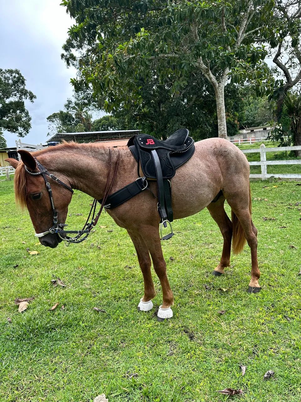 Cavalo - Foto 3