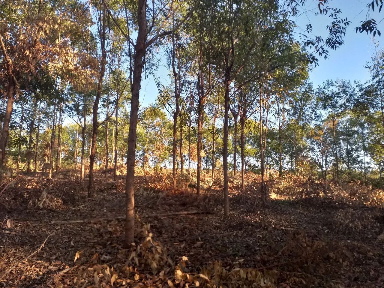  Lenha de eucalipto  - Foto 2