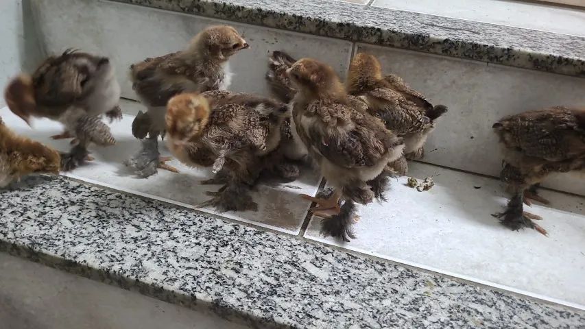 Brahma acho que só tem femea - Foto 2