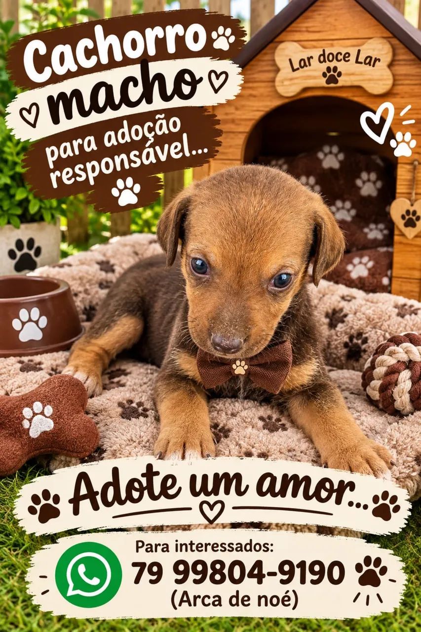 Adoção filhotes? - Foto 2