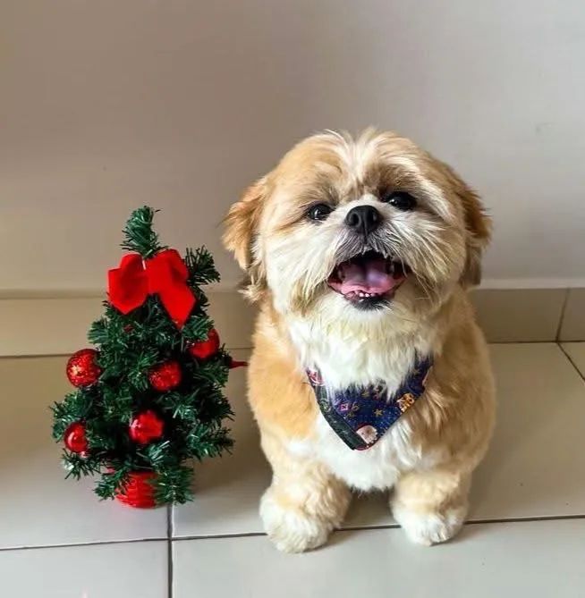 Shitzu micro 10 meses Fêmea grávida   / leia Vendo . 