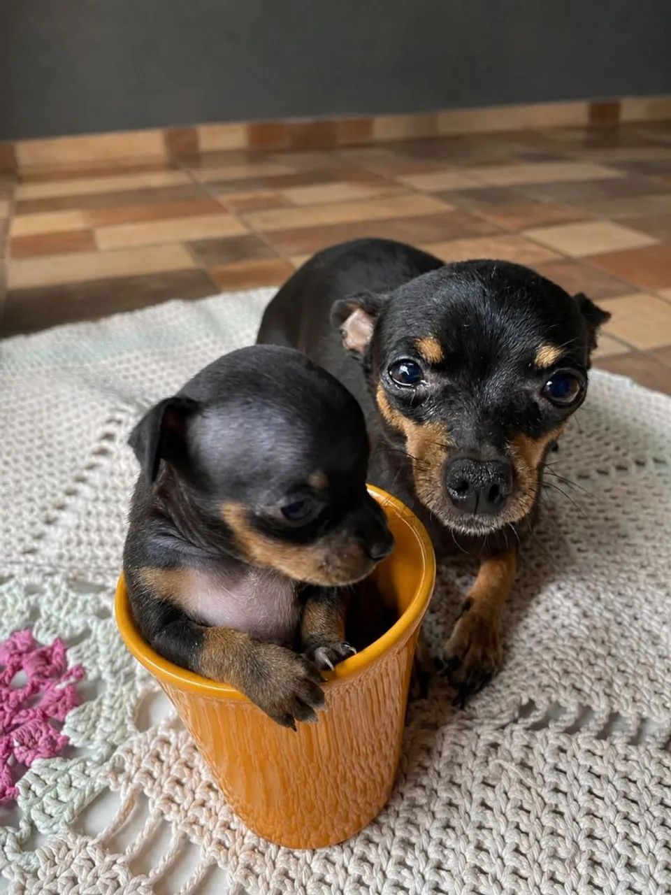VENDO FILHO DE PINSCHER MACHO