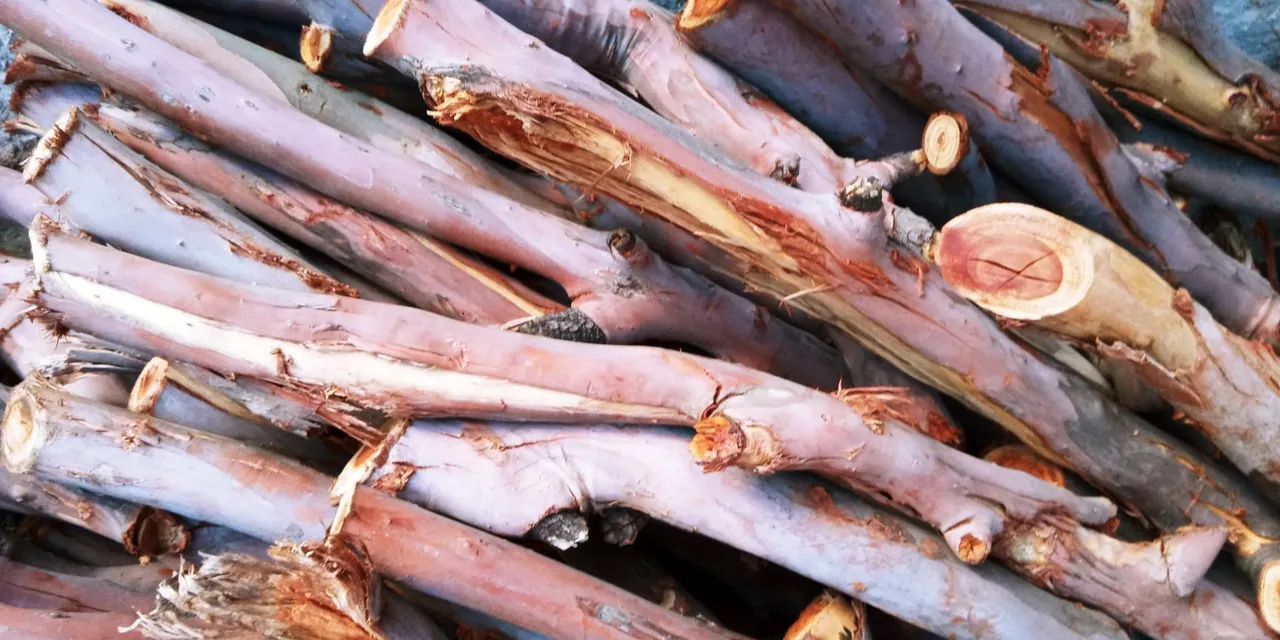 Eucalipto  para forno a lenha - Foto 3