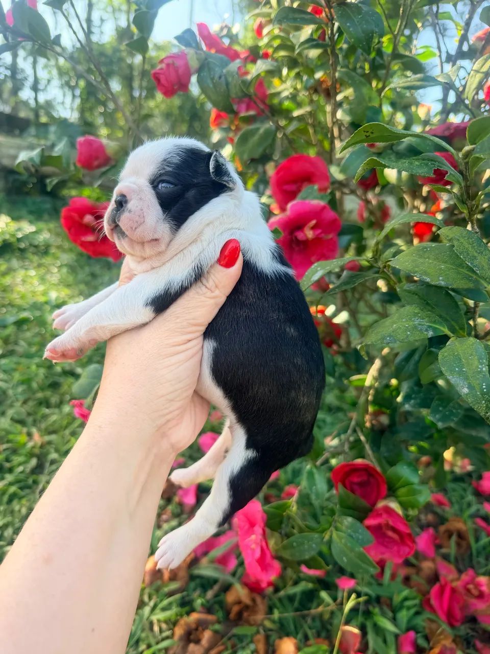 Boston Terrier  - Foto 4