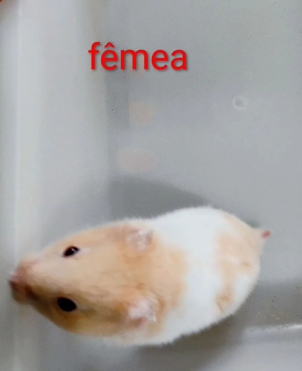 Hamster Sírio, Angorá e Anão Russo Filhotes 