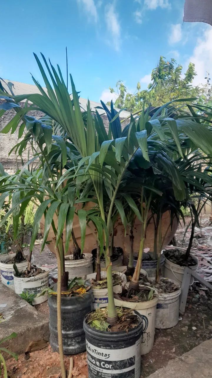Palmeira Veitchia  - Foto 4