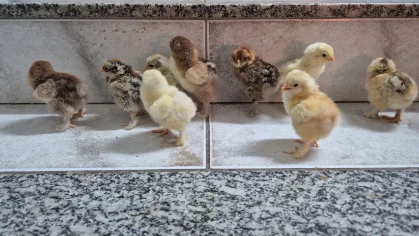 Brahma 5 por 100