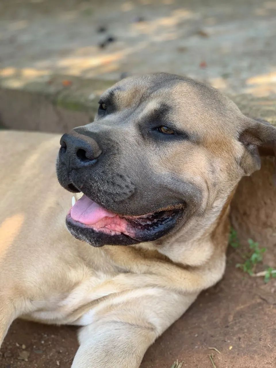 Filhote de Cane Corso - Foto 3