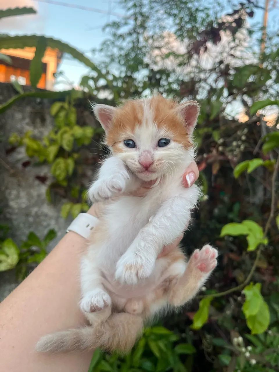 Gatinhas para doação  - Foto 3