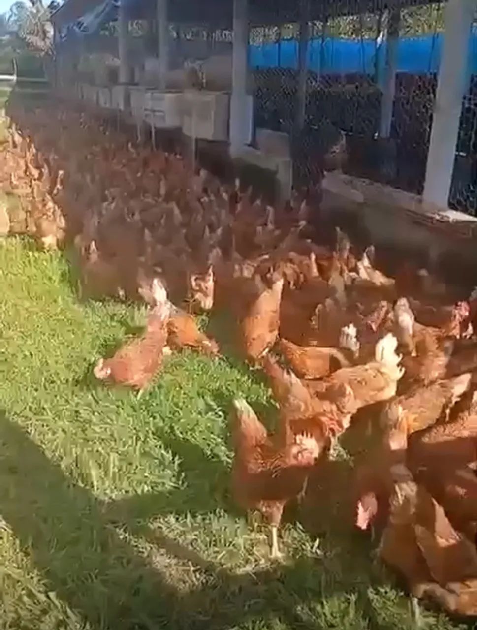 Ovos de galinha Caipira  - Foto 3