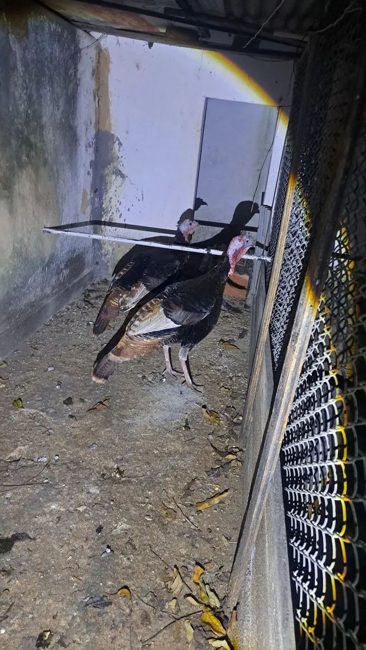 2 peru macho  - Foto 4