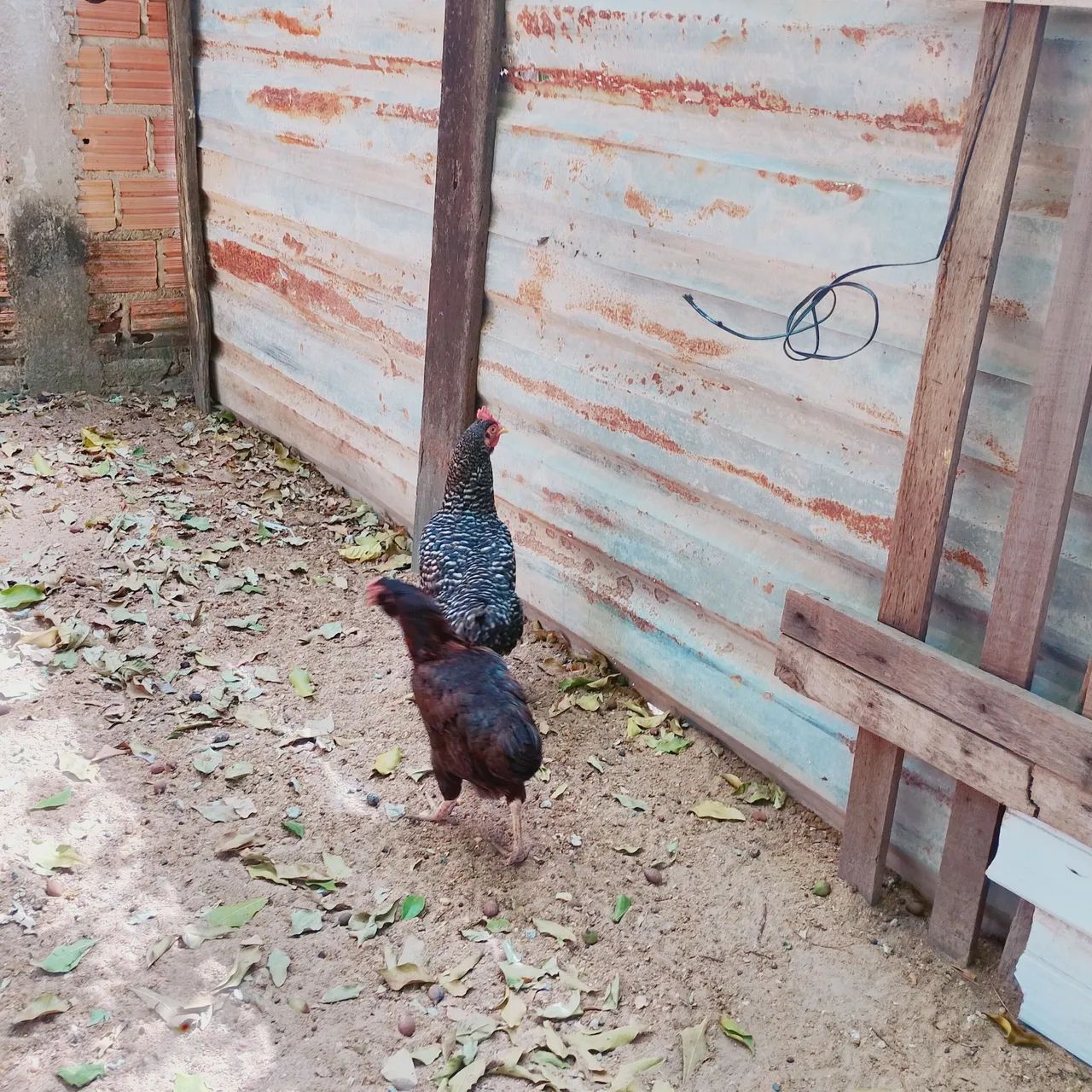 Galinha  - Foto 3