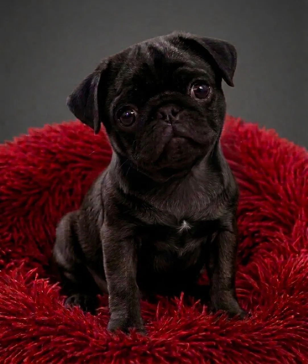 Pug fêmea black 