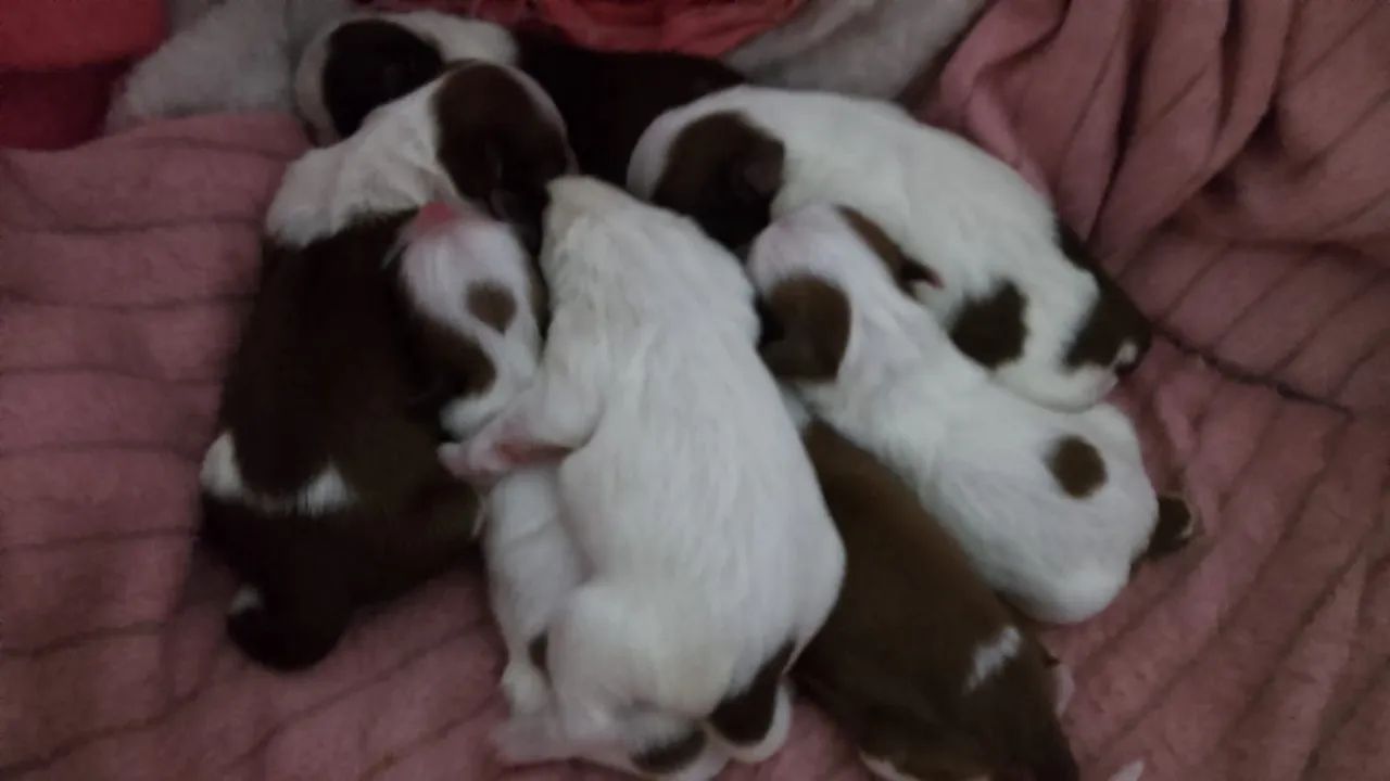 Cachorro shitus  - Foto 3
