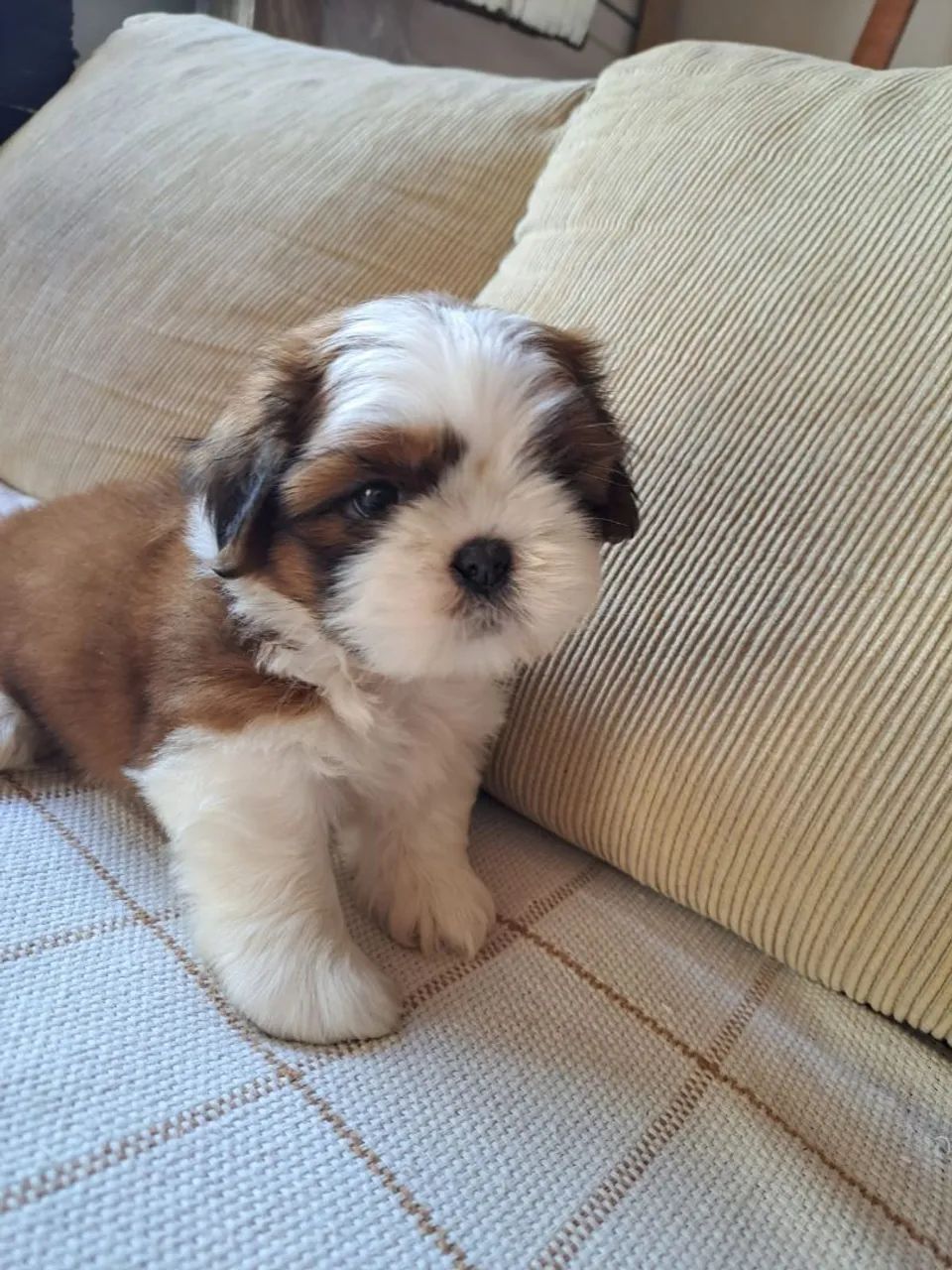 Lindos filhotes de Shitzu 