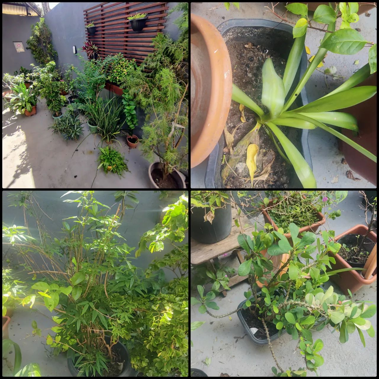 Plantas diversas  - Foto 5