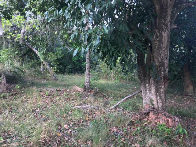 Vendo Sítio de 04ha próximo ao Restaurante Capão em Goiana - Foto 3