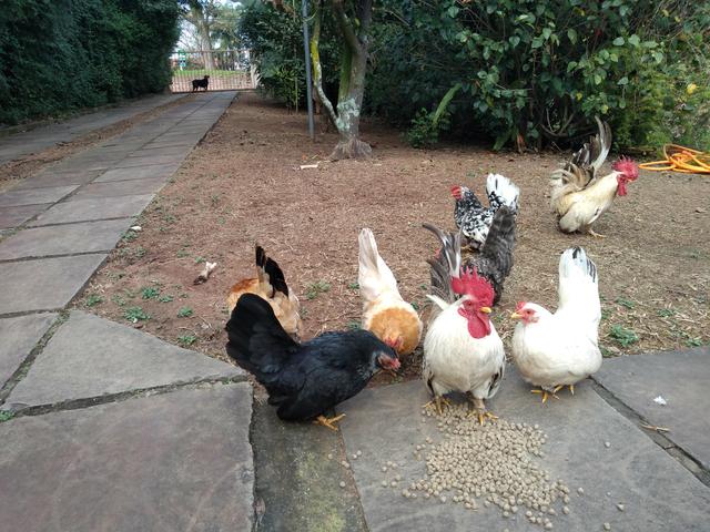 Nagazak pintinhos - Foto 5