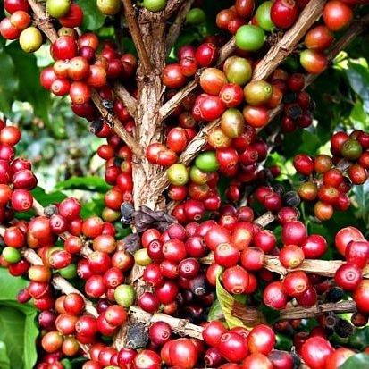 Café 100% arábica do sul de minas gerais - Foto 2
