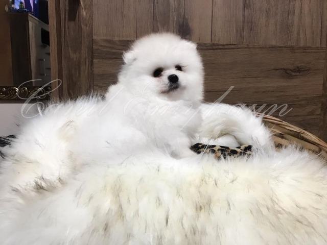 Lulu da pomerania - Macho - A pronta entrega