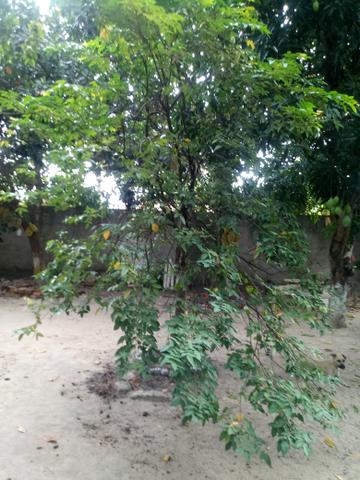 Venda de sitio - Foto 7