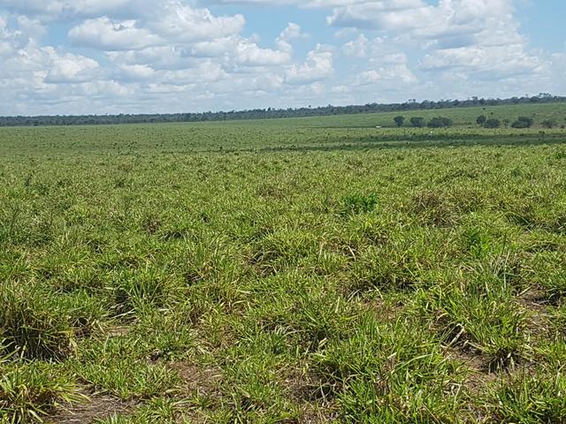 Fazenda 2500 ha Guaraí -TO - Foto 4