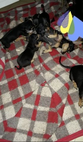 Vendo pinscher numero 1 - Foto 3