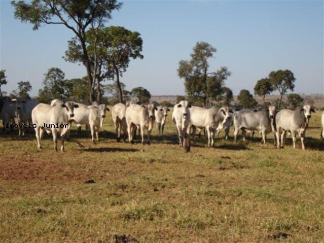 Franquia Grupo Saidler Consultoria e Agronegócio! - Foto 4