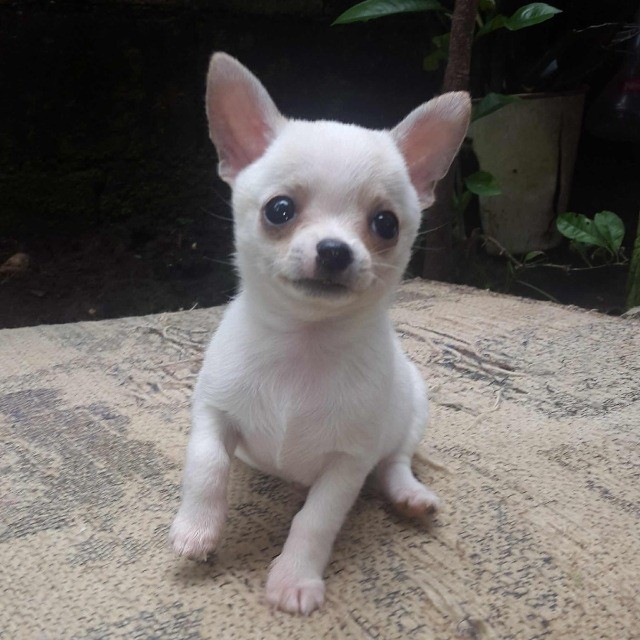 Chihuhua machinho mini - Cachorros e acessórios - Jardim Petrópolis,  Campinas 1260340281