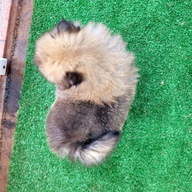 Spitz alemão Macho pedigree cbkc 10x sem juros envio incluso* - Foto 3