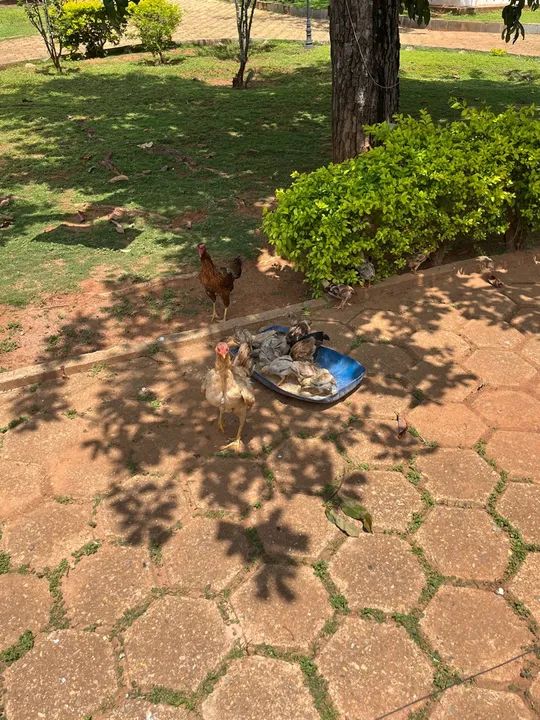 Galinhas, frangos, pintos e galos. - Foto 5