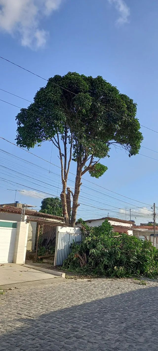 Poda de árvores ? limpeza de coqueiros e remoção do material  *  - Foto 2
