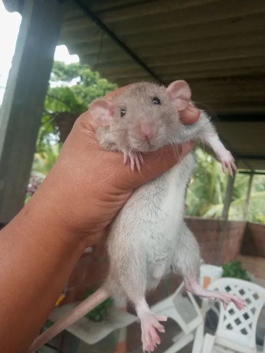 Ratinho já com entrega 