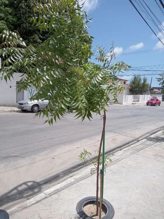 Muda de Nim - sombreiro - Foto 2