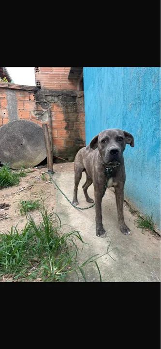Cane corso filhote doação 