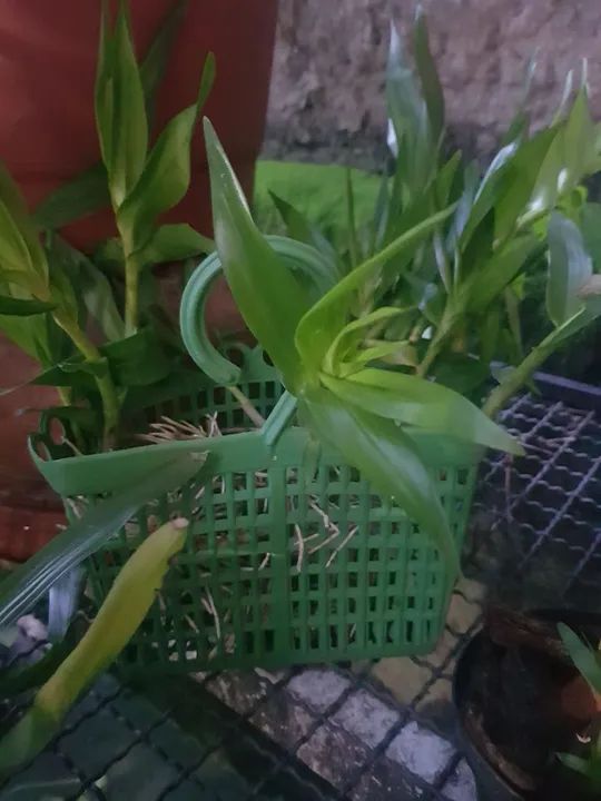 Orquídea - Dendrobium fimbriatum oculatum - Foto 2