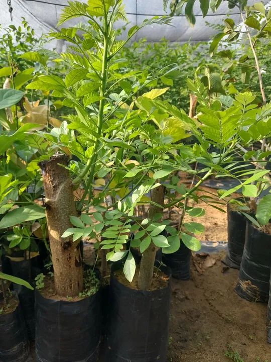 Mudas frutíferas  - Foto 4